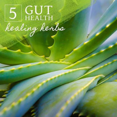 Gut Health - My Top 6 Gut Healing Herbs